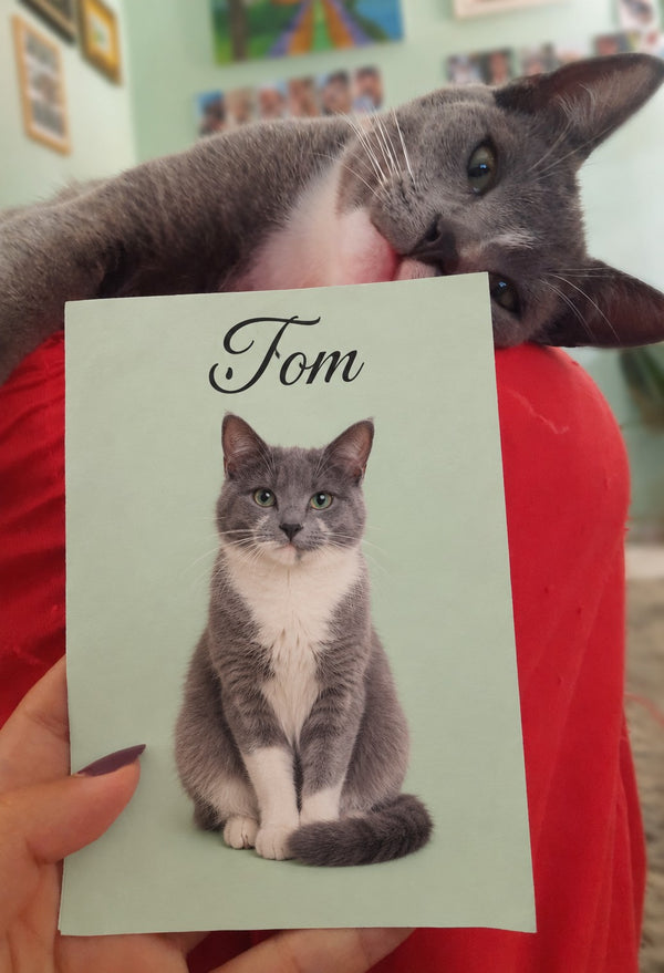 Portret kota Tom z imieniem na pastelowym tle, kot obok